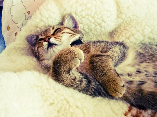 Утро субботы котик