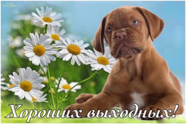 Открытки отличных выходных с собачкой