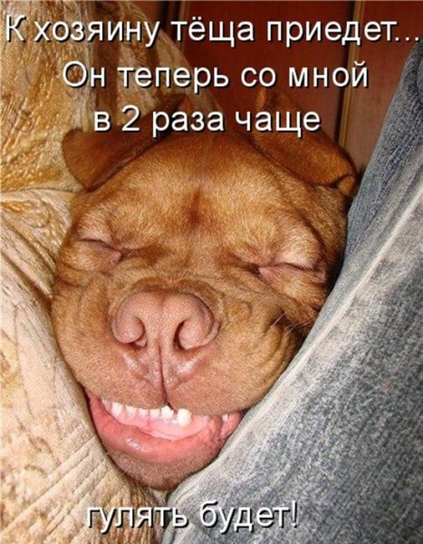 Весёлые открытки с животными для поднятия настроения